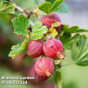 Grow Your Own Fruit  Gooseberry Xenia 1 Bare Root