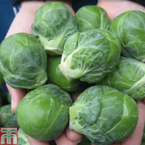 Brussels Sprout Marte F1 1 Seed Packet (20 Seeds)