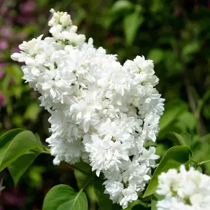 French Lilac Syringa vulgaris Madame Lemoine in a 17cm Pot