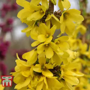 Forsythia x intermedia Mikador 8cm Pot x 1