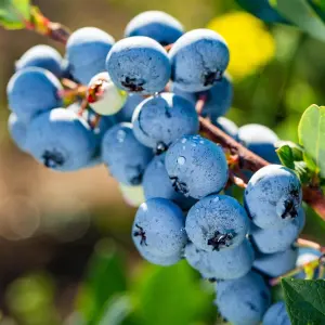 Blueberry Jersey - Vaccinium corymbosum, Fruit-Bearing Shrub (30-50cm Height Including Pot)