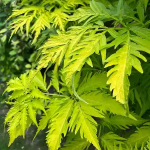 Sambucus Sutherland Gold Established Plant in a 3L Pot