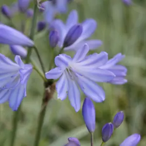 Agapanthus Golden Drop - Agapanthus africanus, Deciduous Perennial (10-20cm Height Including Pot)