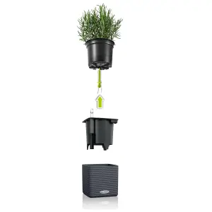 LECHUZA CUBE Color 16 Sand Brown Table Self-watering Planter with Water Level Indicator H16 L17 W17 cm, 1.8L