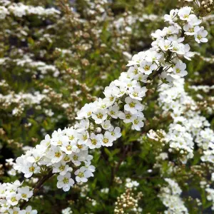 Spiraea Grefsheim Garden Plant - Clusters of White Flowers, Deciduous Foliage, Hardy (15-30cm Height Including Pot)