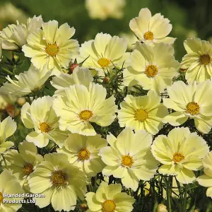 Cosmos bipinnatus Xanthos - 2 Seed Packets (40 seeds)