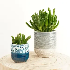 House Plant - Crassula - Hobbit - 8 cm Pot size - 10-20 cm Tall - Crassula Hobbit - Indoor Plant