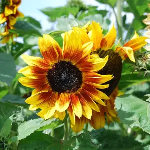 Sunflower 'Harlequin Mix' F1 - Mr. Men™ Little Miss™ - 1 Packet (15 Seeds)