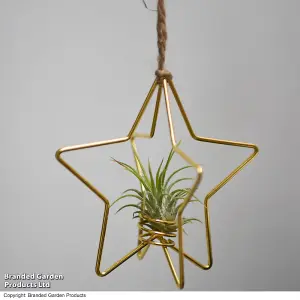 Gift Air Plant Tillandsia in Gold Holder