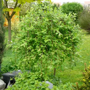 Salix caprea Pendula Tree - Kilmarnock Willow, Hardy, Low Maintenance (4ft Stem)