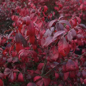 Euonymus Alatus Compactus 3.6 Litre Potted Plant 25-30cm x 2