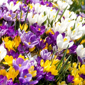 3 x Pots of Crocus Bulbs - Mixed Colours - Winter to Spring Flowering