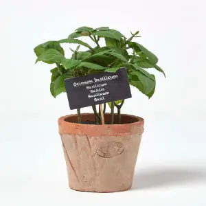 Homescapes Artificial Basil Plant in Decorative Pot