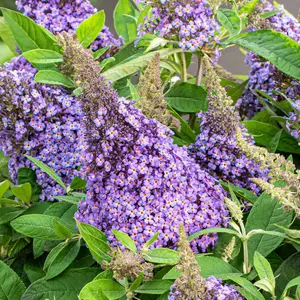 Buddleia Candy Lila Sweetheart, Purple Butterfly Bush for UK Gardens (15-25cm Height Including Pot)