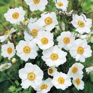 Anemone Honrine Jobert 3 Litre Potted Plant x 3