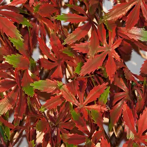 Primrose Artificial Red Acer Extendable Trellis Plastic Hedge Fence Privacy  Screening Outdoor  2m x 1m