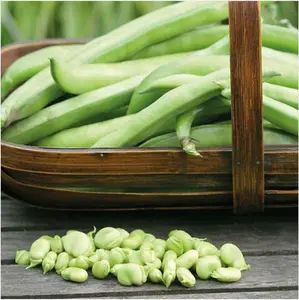 Bean (Broad) Masterpiece Green Longpod 1 Seed Packet (30 Seeds)