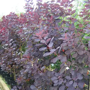 Cotinus Coggygria Royal Purple 3.5 Litre Potted Plant x 2