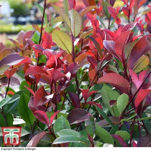 Photinia Fraseri Red Robin 9cm Pot x 1