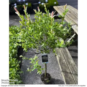 Salix Flamingo Standard 17cm Pot x 1 + Planter x 1