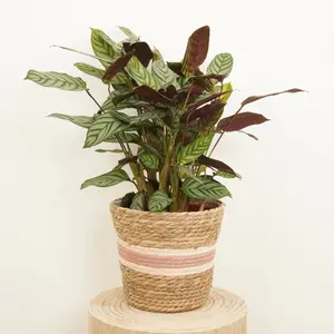 House Plant - Never Never Plant - Compact Star - 14 cm Pot size - 30-40 cm Tall - Ctenanthe - Indoor Plant