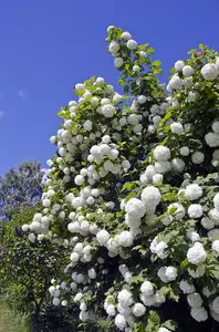 Viburnum opulus 'Roseum' / Snowball, In a 2L Pot, Stunning White Flowers 3FATPIGS