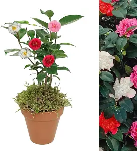 Camellia Tricolour Plant in 15cm Terracotta Pot with Moss - Live Evergreen Pink, White & Red Shrubs - Christmas Gardening Gift