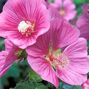 3 x Lavatera Mix Inc Varieties Like Rosea - Barnsley - Burgundy Wine in 9cm Pots