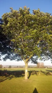 10 Walnut Hedge Plants Tree Sapling Hedging 3-4ft Tall Potted