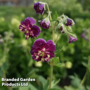 Geranium Joseph Green 9cm Potted Plant x 1