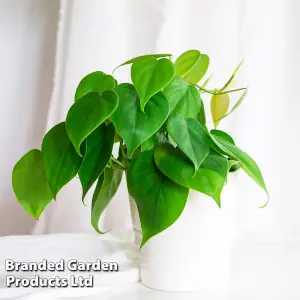 Houseplant Philodendron scandens 11cm Potted Plant x 1