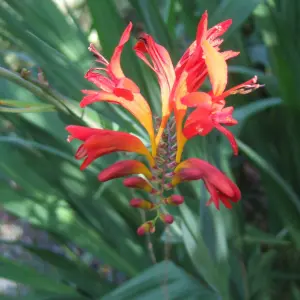 Crocosmia Lucifer - Fiery Red Flowers, Perennial, Hardy (30-40cm Height Including Pot)