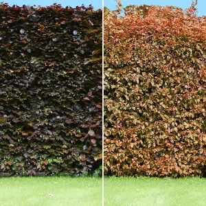 Fagus Sylvatica Purpurea 'Copper Beech' Bare Root Hedge Hedging Tree Plants (2-3ft, 25 Plants)