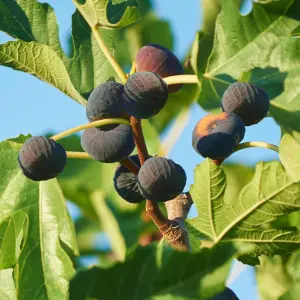 Ficus 'Brown Turkey' - Dwarf Fig Tree with Sweet Fruits, Compact Size, Ideal for Containers (20-30cm)