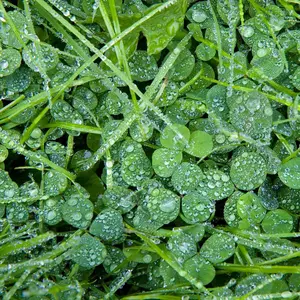 Clover Lawn Seed - Grass Seed & White Clover - 10kg