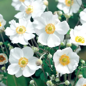 Anemone hybrida Honorine Jobert 3 Litre Potted Plant x 1