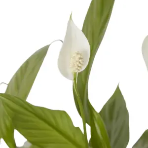 Verve Peace lily in Terracotta Plastic Grow pot 12cm