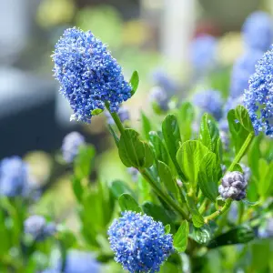 Ceanothus 'Blue Diamond' - 3 Plants - Californian Lilac Evergreen Shrub - Great for Hedging