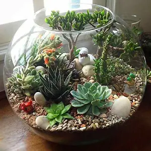 10 Succulent Plant Mix - Indoor Plant Gift - House & Office Plants