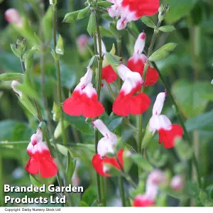 Salvia Greggii Hotlips 3 Litre Potted Plant x 1