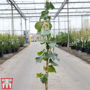 Grape (Vitis) Chardonnay Potted Plant x 1