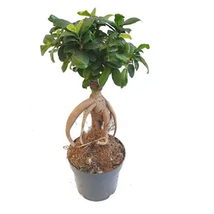 House Plant - Pot Belly Fig - 6 cm (Lady Legs) Pot size - 10-20 cm Tall - Ficus Ginseng - Indoor Plant