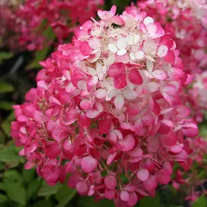 Diamant Rouge Outdoor Shrub Plant Hydrangea Paniculata Flowers 2L Pot