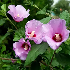 3 Hibiscus Syriacus Plants / Rose of Sharon, Stunning Korean Rose, Large Flowers