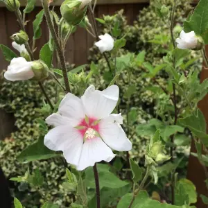 Lavatera Barnsley 3 Litre Potted Plant x 1