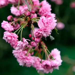 Prunus Kiku-Shidare Zakura Tree - Stunning Pink Blossoms, Ornamental, Low Maintenance (5-6ft)