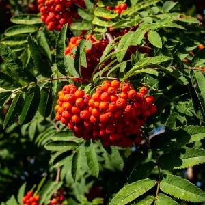 Hedge Mountain Ash (Rowan) (Sorbus aucuparia) 1 Bare Root Plant