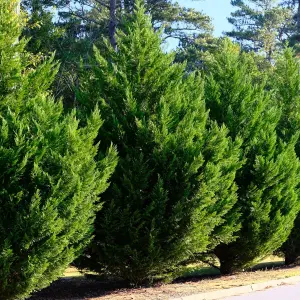 25 Leyland Cypress / Green Leylandii in 9cm Pots, 30-40cm Evergreen Hedging Plants 3FATPIGS