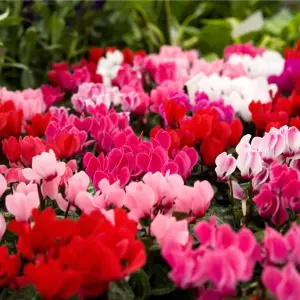 8 x Cyclamen Mixed Garden Ready Plants - Alpine Violet UK Hardy Flowering Perennials - Ideal for Beds, Containers or Borders