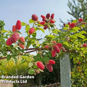 Fruit Tayberry (Rubus) 9cm Potted Plant x 3